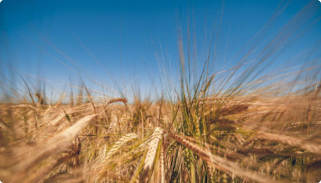 S&OP Matières Premières